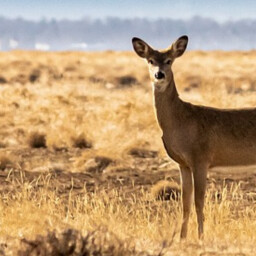 Roe deer