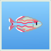 Banded Rainbowfish