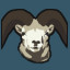 Dall Sheep