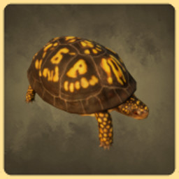 Box Turtle