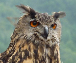 Eurasian eagle-owl