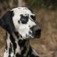 Dalmatian