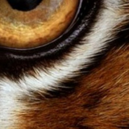 Tiger eyes