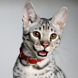 Savannah cat