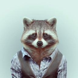 Hoji the Raccoon