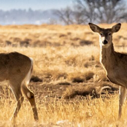 Roe deer