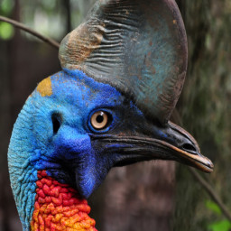 Cassowary