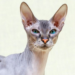 Don Sphynx