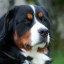 Bernese Mountain Dog