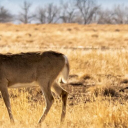 Roe deer