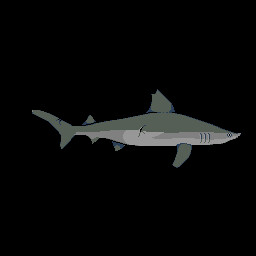 Blacktip Shark