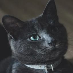 Russian Blue