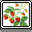 Strawberry Bush