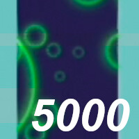 Scored 5000 Points