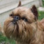 Brussels Griffon