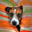 Jack Russell Terrier