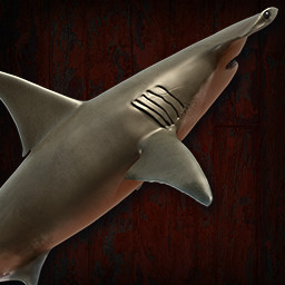 Hammerhead