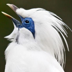 Bali myna