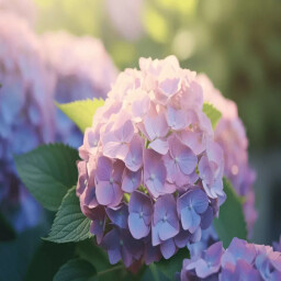 Hydrangea