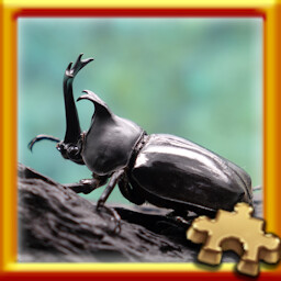 Beetle Complete!