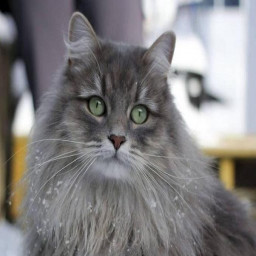 Siberian cat