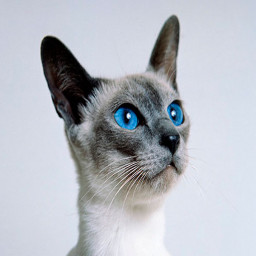 Siamese cat