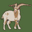 Feral Goat