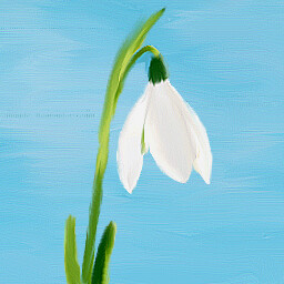 Galanthus