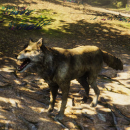 WOLF / DOG