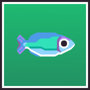 Kutubu Rainbowfish Collector