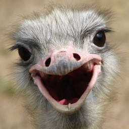 Ostrich