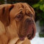 Dogue de Bordeaux