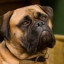 Bullmastiff