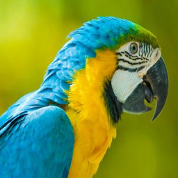 Blue-and-yellow macaw