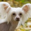 Chinese Crested Dog