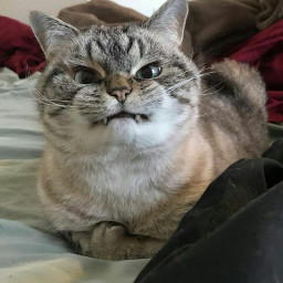 Angry cat