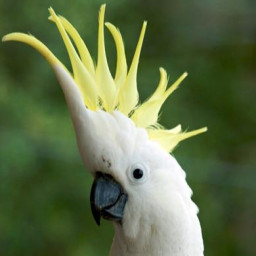 Cockatoo