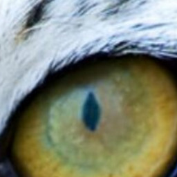 Tiger eyes