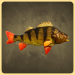 Perch