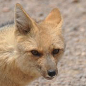 Annoyed Andean Zorro