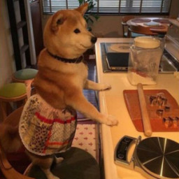 Chef dog