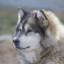 Alaskan Malamute