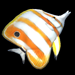 Butterfly fish