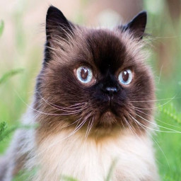 Himalayan cat