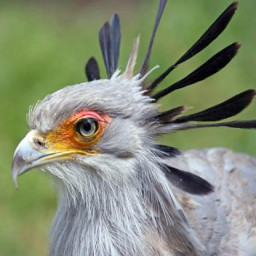 Secretarybird