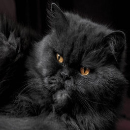 Persian cat