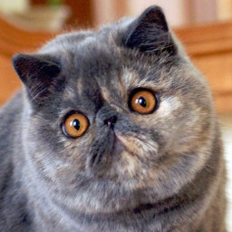 Exotic Shorthair