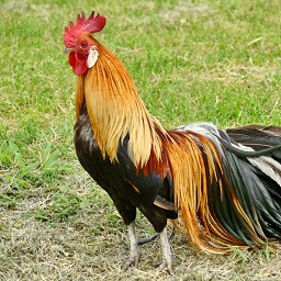 ROOSTER