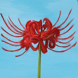 Lycoris