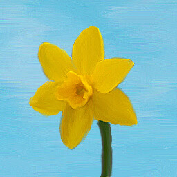 Narcissus